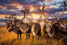 ����������� �����������